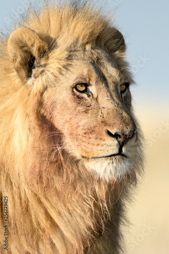 Fototapeta Naklejka Na Ścianę i Meble -  Male lion in morning light