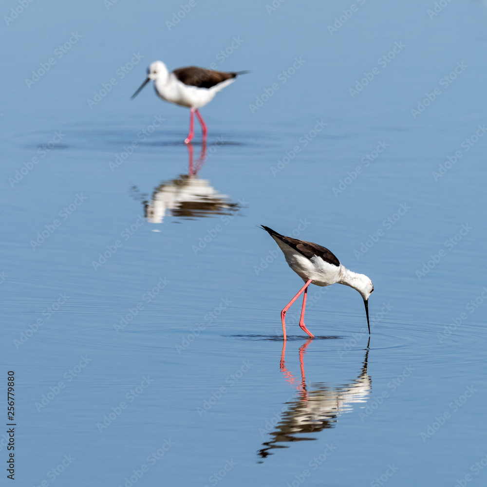 Black-winged stilt.Natural Park S'Albufera de Mallorca.Muro, Mallorca, Baleares, Spain Black-winged stilt.Natural Park S'Albufera de Mallorca.Muro, Mallorca, Baleares, Spain