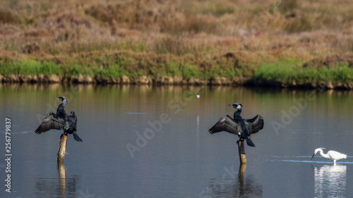 Cormorant.Natural Park S'Albufera de Mallorca.Muro, Mallorca, Baleares, Spain