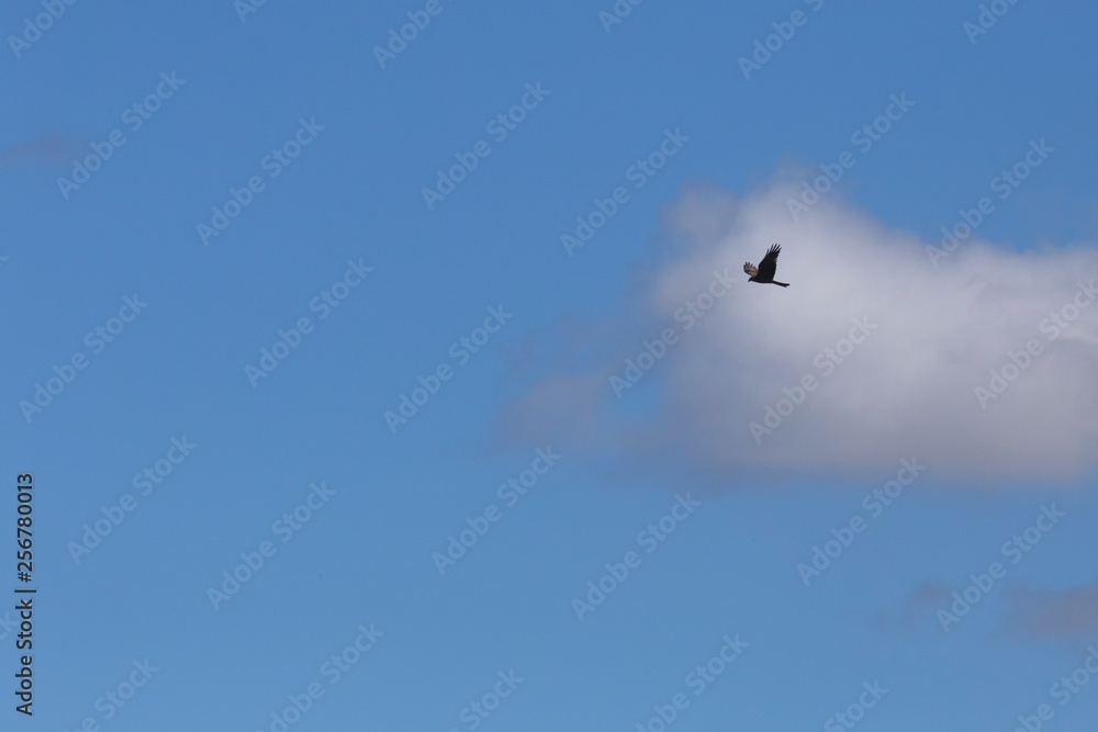 Bird of prey and small cloud on the Atherton Tablelands in Tropical North Queensland, Australia