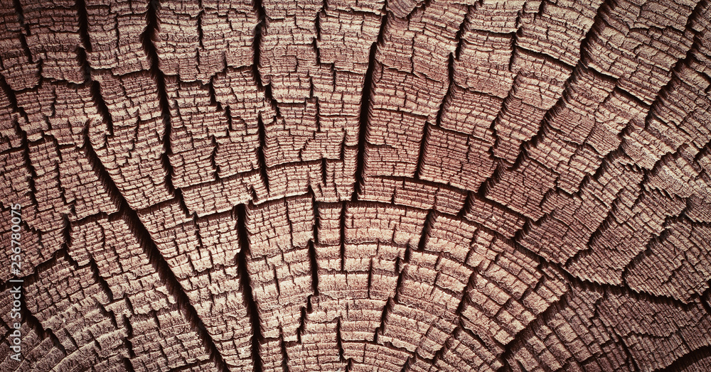 Wood texture background. Old tree rings with cracks. Wood texture background. Old tree rings with cracks.