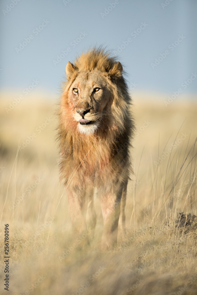 A lion in golden morning light 