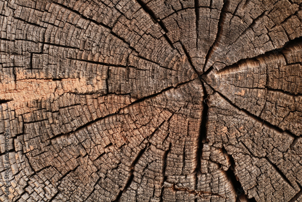 Wood texture background. Old tree rings with cracks. Wood texture background. Old tree rings with cracks.