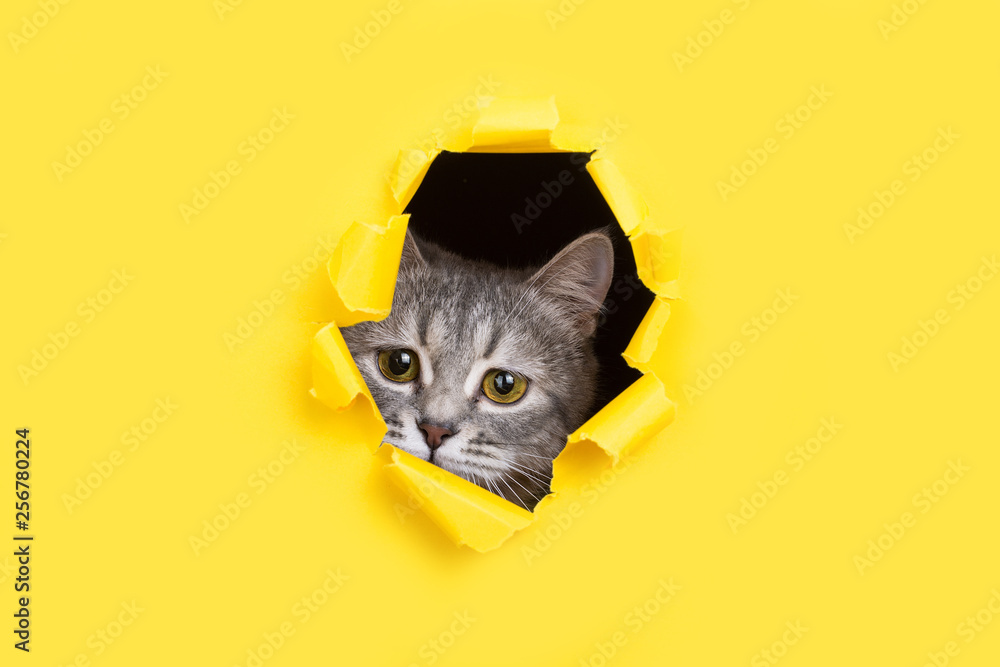 The cat is looking through a torn hole in yellow paper. Playful mood kitty. Unusual concept, copy space. - obrazy, fototapety, plakaty 