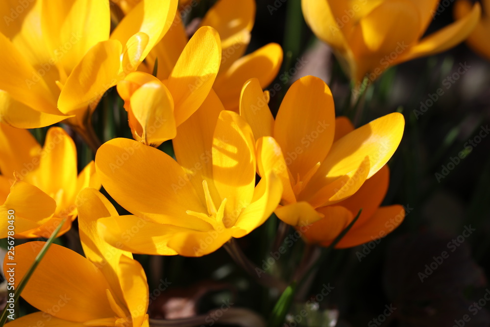 Fototapeta premium Hintergrund Frühling - Detailansicht von den ersten gelben Krokussen