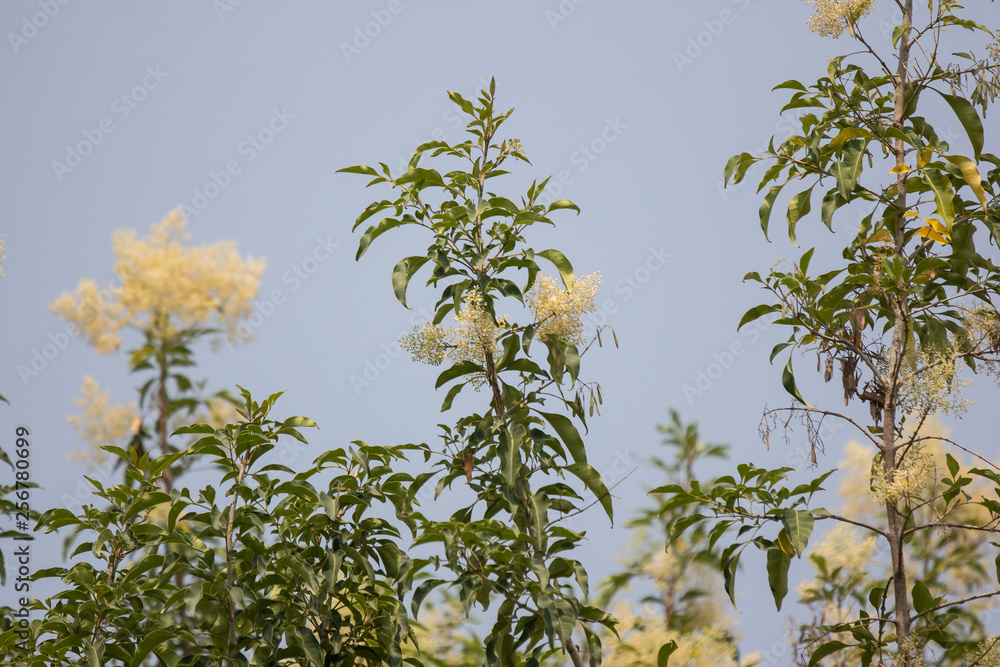 White Flower in blue sky or Fraxinus griffithii tree White Flower in blue sky or Fraxinus griffithii tree