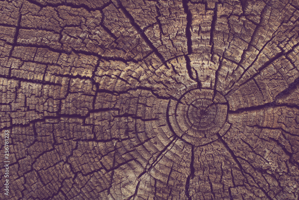 Wood texture background. Old tree rings with cracks.