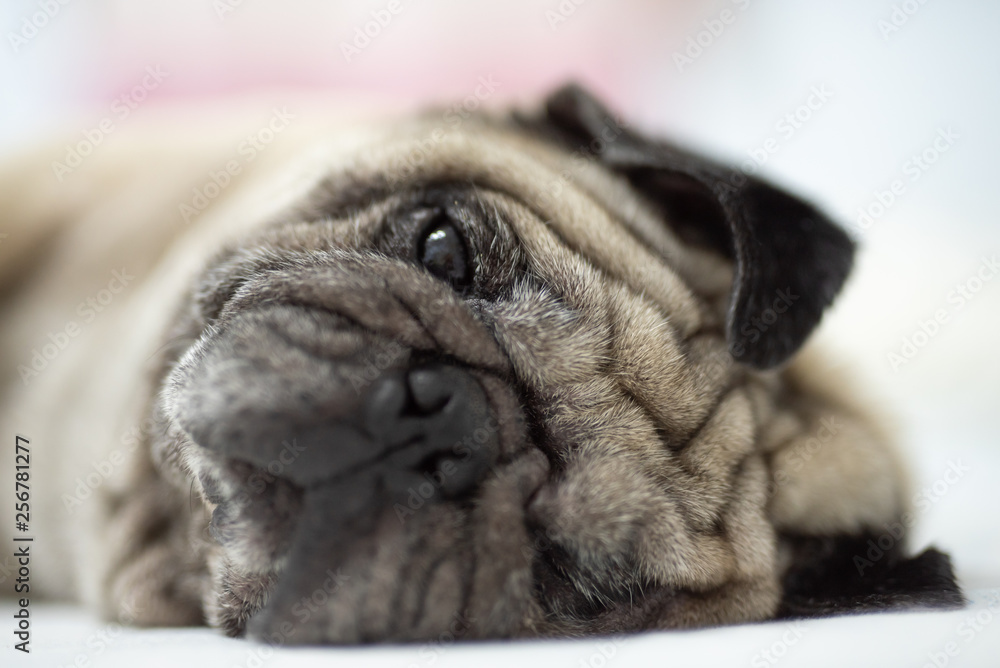 Cute pug dog breed lying on white bed and blanket in bedroom smile with funny face - Image Cute pug dog breed lying on white bed and blanket in bedroom smile with funny face - Image