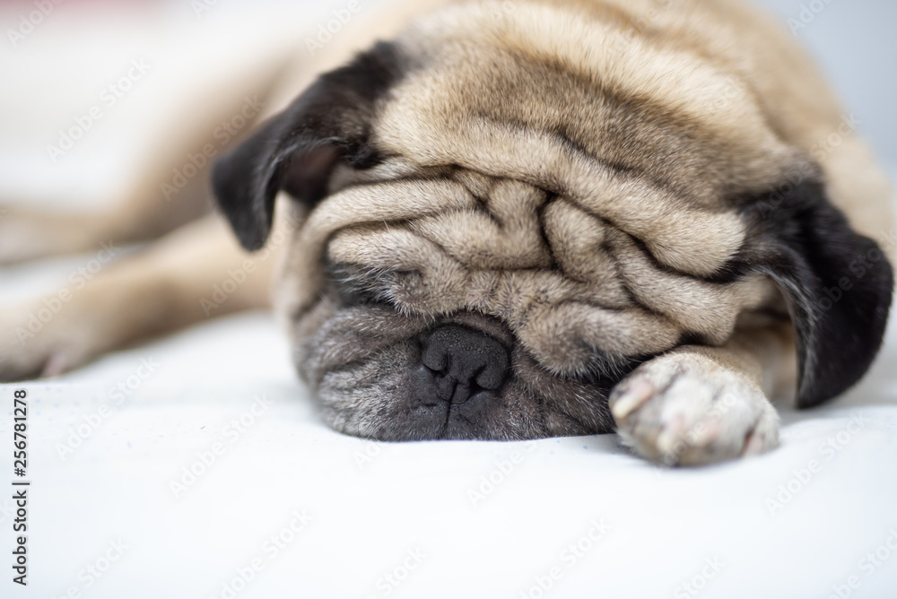 Cute pug dog breed lying on white bed and blanket in bedroom smile with funny face - Image Cute pug dog breed lying on white bed and blanket in bedroom smile with funny face - Image