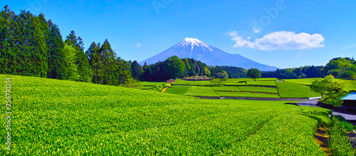 Obraz na płótnie 静岡県富士市からの茶畑と富士山