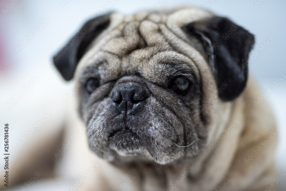 Cute pug dog breed lying on white bed and blanket in bedroom smile with funny face  - Image