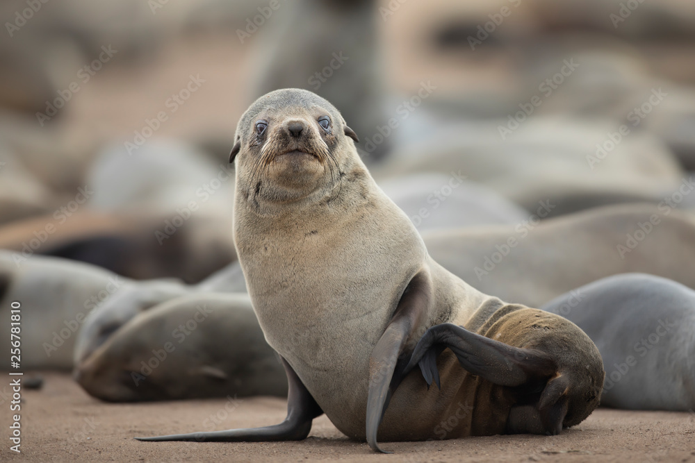 Fototapeta premium Cape Fur Seal 
