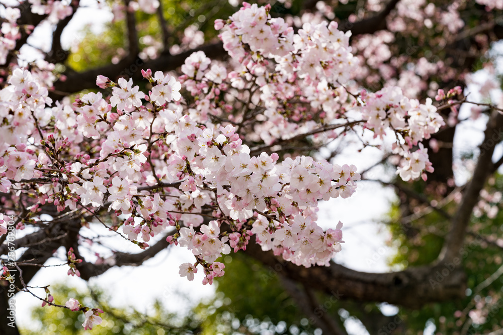 上野の桜 上野の桜
