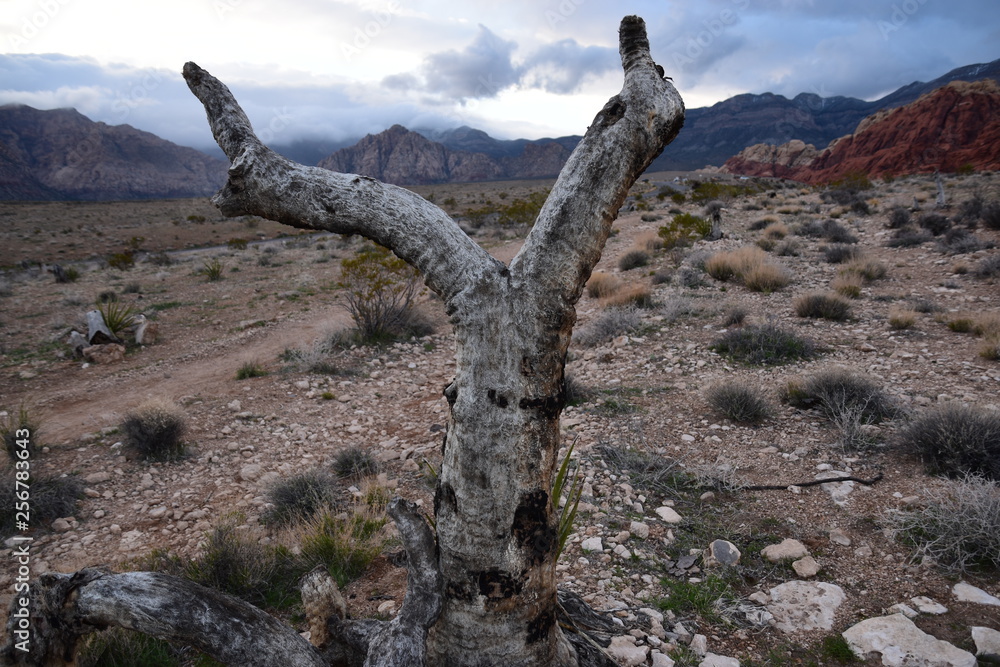 Fototapeta premium Red Rock Canyon Las Vegas