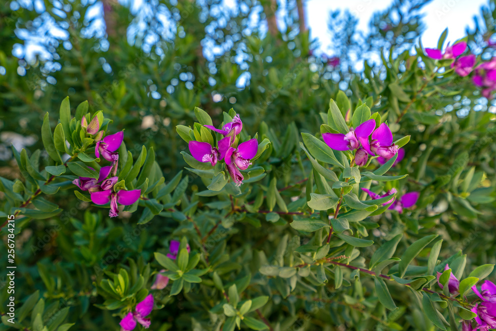Campanula flowers purple