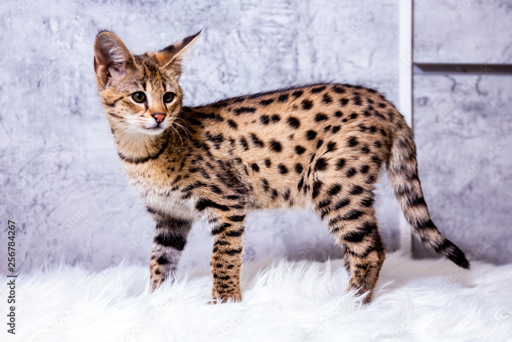 Savannah F1, a hybrid of Serval and Savannah. Savannah F1, a hybrid of Serval and Savannah.