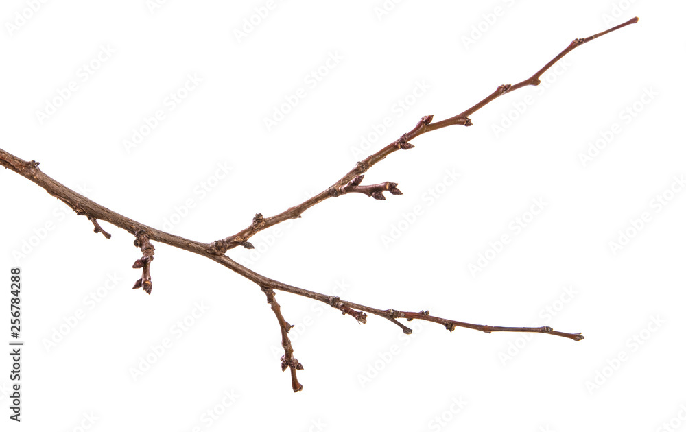 dry apricot tree branch. isolated on white background dry apricot tree branch. isolated on white background
