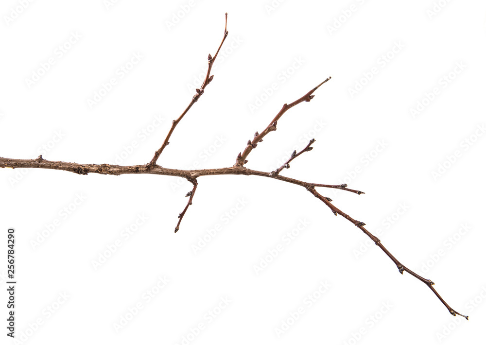 dry apricot tree branch. isolated on white background dry apricot tree branch. isolated on white background