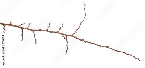 dry apricot tree branch. isolated on white background