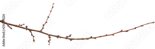 dry apricot tree branch. isolated on white background