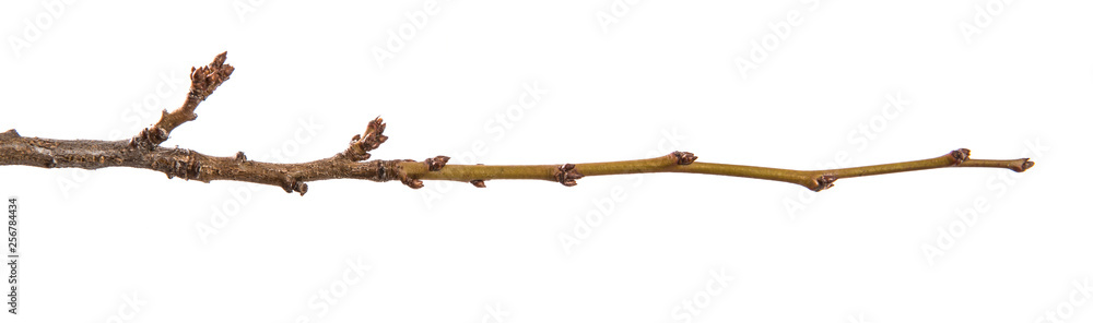 dry apricot tree branch. isolated on white background dry apricot tree branch. isolated on white background