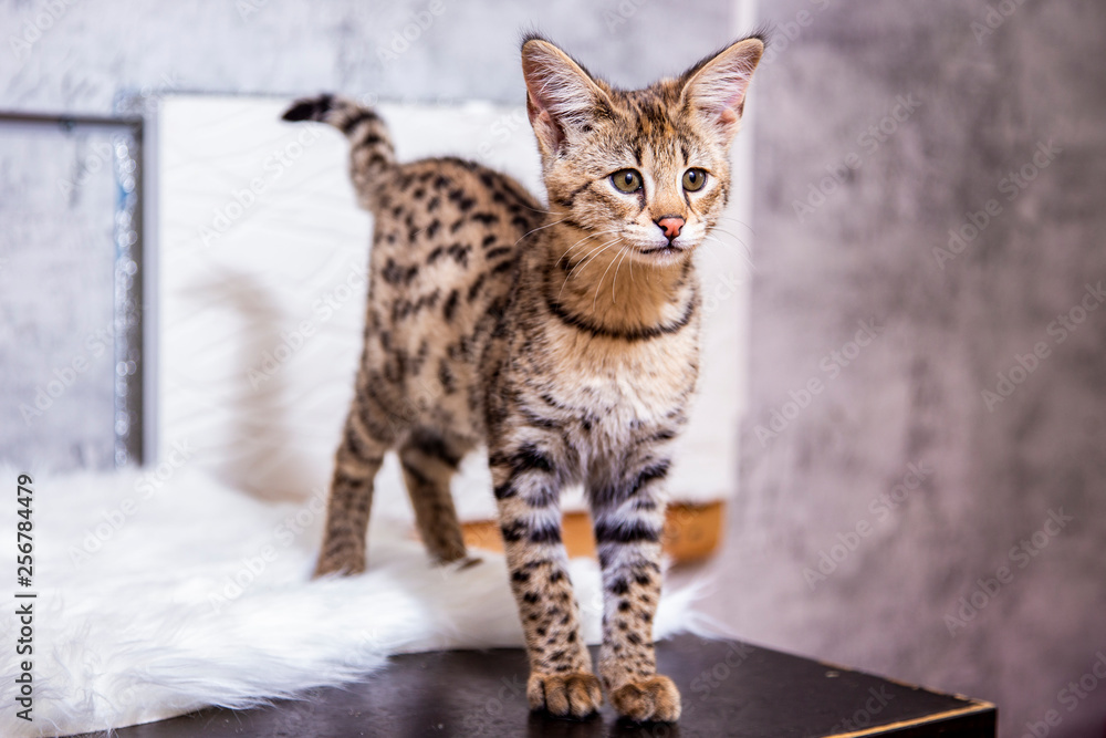 Savannah F1, a hybrid of Serval and Savannah. Savannah F1, a hybrid of Serval and Savannah.