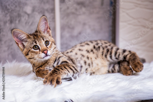 Savannah F1, a hybrid of Serval and Savannah. 