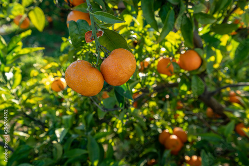 A branch of mandarin tree - Image