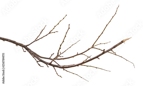 dry branch of the plum tree. isolated on white background