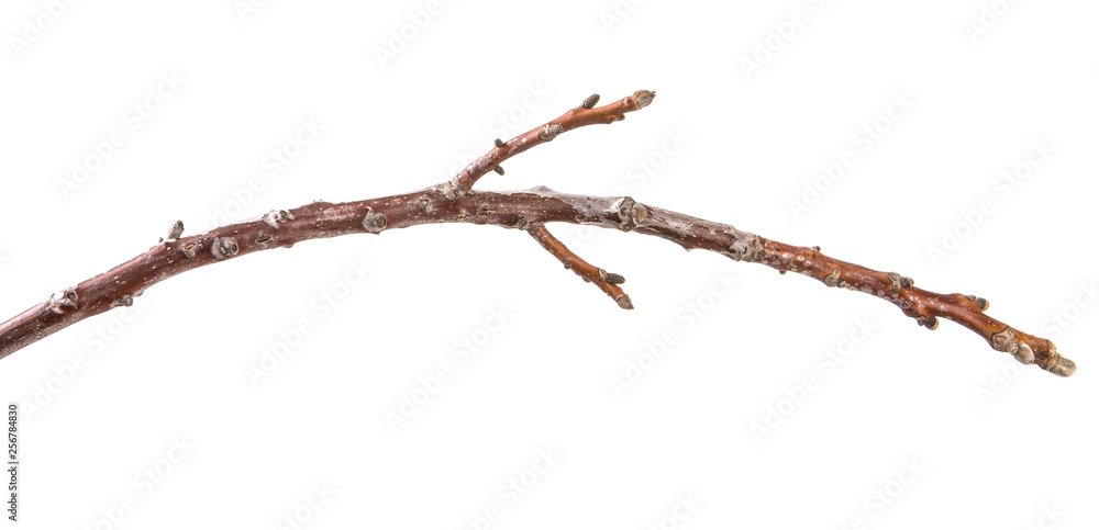dry branch of a walnut tree. isolated on white background dry branch of a walnut tree. isolated on white background