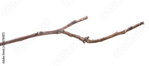 dry branch of a walnut tree. isolated on white background