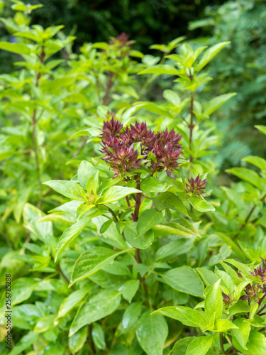 Sweet basil leaf background.