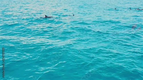 Wallpaper Mural Dolphins frolic in the water, the Fauna of tropical Islands Torontodigital.ca