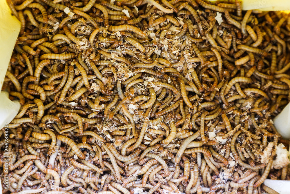 Mealworms creator of life
