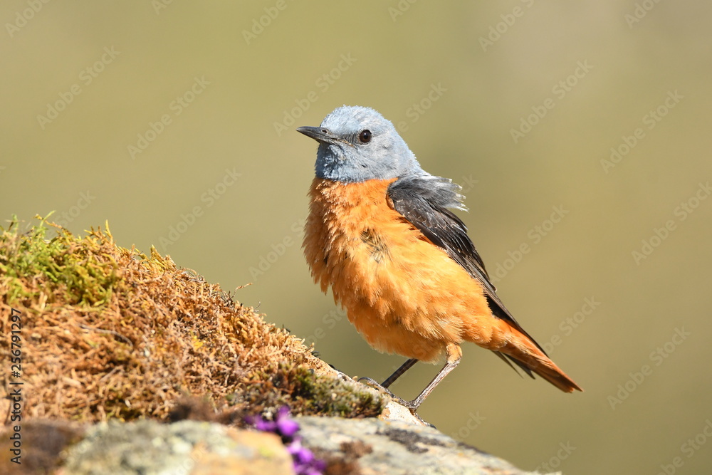 Fototapeta premium Roquero rojo en la sierra abulense