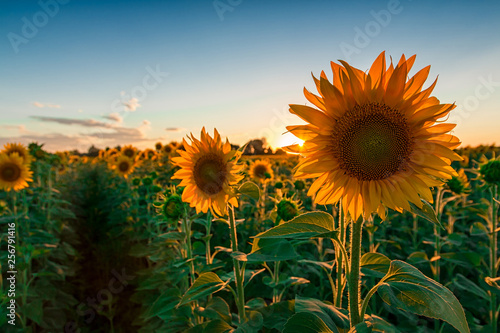 Sunflower field in sunset  1