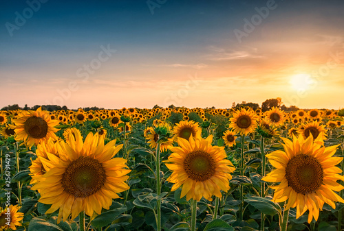 Fototapeta Naklejka Na Ścianę i Meble -  Sunflower field in sunset #1