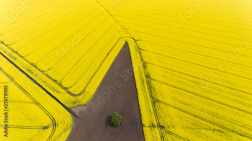 Beautiful yellow field