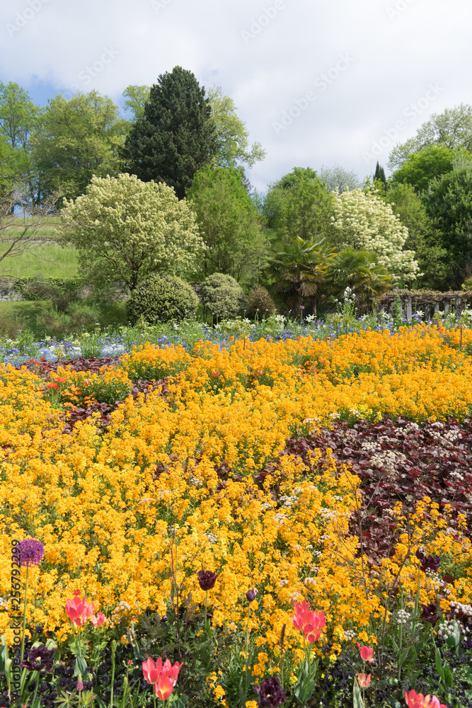 Insel Mainau im Frühling: buntes Blumenbeet mit Tulpen und Mohn - gelb, orange, rot