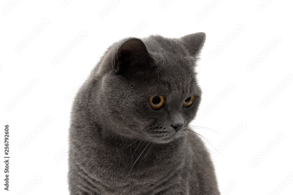 Portrait of a gray cat on a white background.