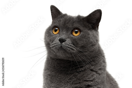 Portrait of a gray cat on a white background.