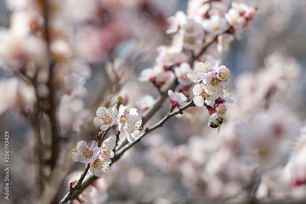Flowers spring blossom trees branches white petals composition outdoors blurred background. Flowers spring blossom trees branches white petals composition outdoors blurred background.