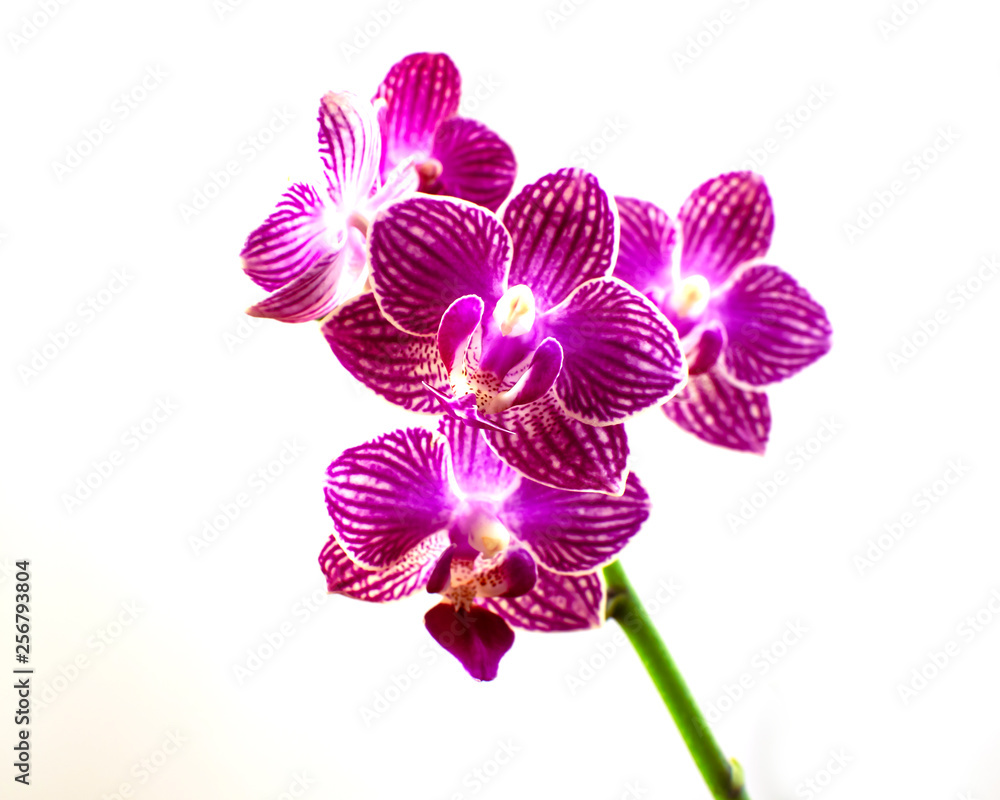 Obraz premium Purple orchid blossoms isolated on white background