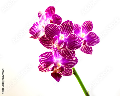 Purple orchid blossoms isolated on white background