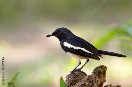 Charming bird in black and white color ,closeup..Oriental Magpie Robin male bird perching on log with natural blurred background,front view.
