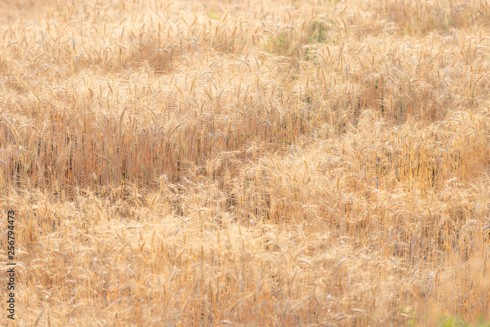 Beautiful landscape of Barley field at sunset time Beautiful landscape of Barley field at sunset time