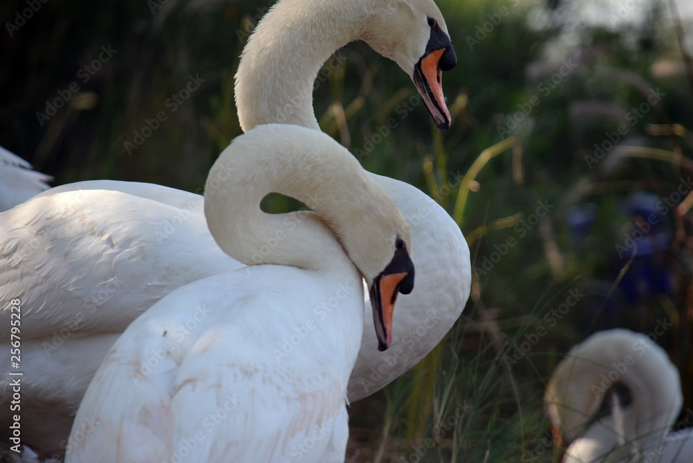 Obraz premium white swan