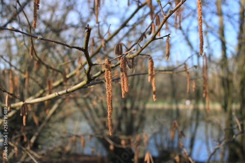 Frühlingserwachen mit Fokus auf Zweigen vom Haselnussbaum photo