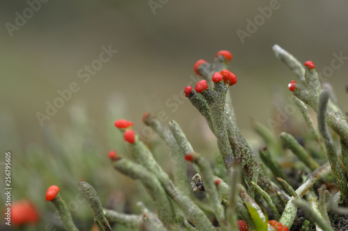 Rote Becherflechte, Cladonia coccifera