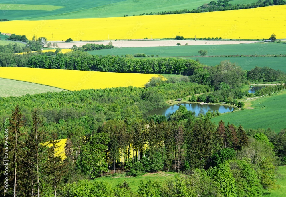 Two ponds and fields with flowering rape. Moravia. Europe.